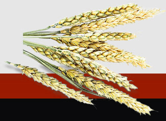 ��8ͷ�����(����)�ٷ���վ