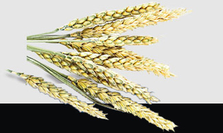 ��8ͷ�����(����)�ٷ���վ