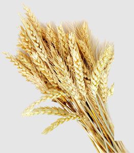 ��8ͷ�����(����)�ٷ���վ