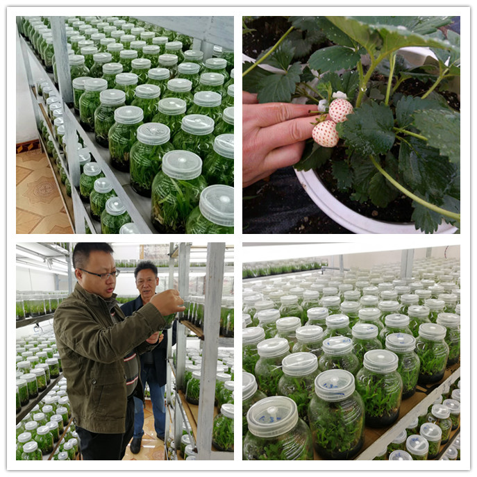 ��8ͷ�����(����)�ٷ���վ