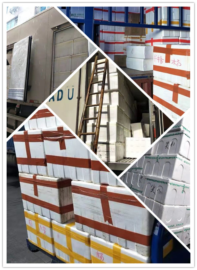 ��8ͷ�����(����)�ٷ���վ