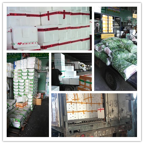 ��8ͷ�����(����)�ٷ���վ